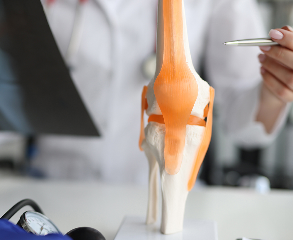Clinician explaining a knee joint model